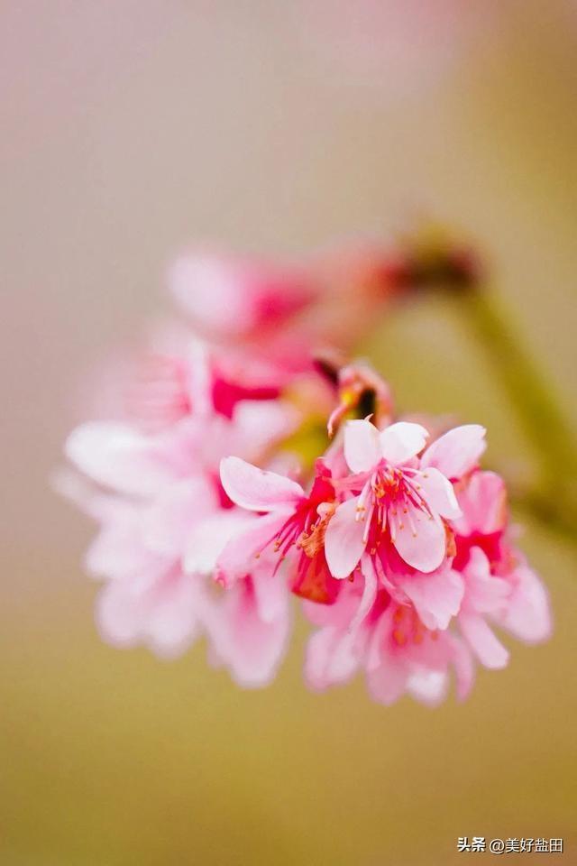 雨水节气盐田春色正当时麻将胡了2试玩模拟器(图1)