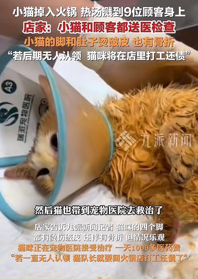 场面！9人被烫店主操作直接封神！麻将胡了重庆火锅店上演飞猫扑锅名(图2)